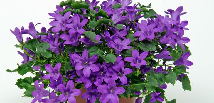 Φροντίδα για το Campanula