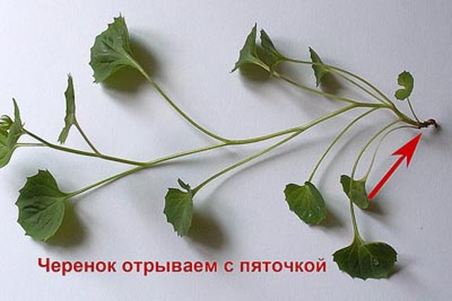 Φροντίδα για το Campanula