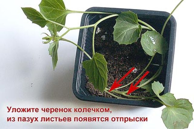Φροντίδα για το Campanula