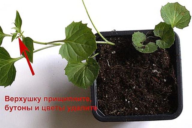 Φροντίδα για το Campanula