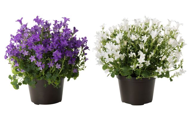 Φροντίδα για το Campanula