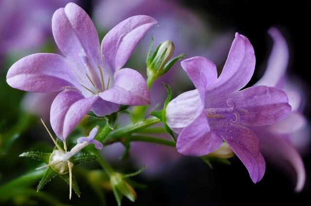 Campanula στο σπίτι - φύτευση και φροντίδα (βίντεο, φωτογραφία): συμβουλές σε έναν αρχάριο ανθοπωλείο