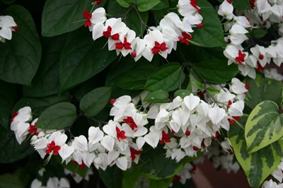 Clerodendrum - φροντίδα