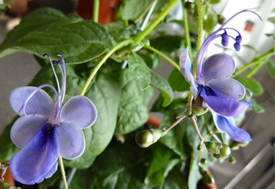 Clerodendrum - φροντίδα