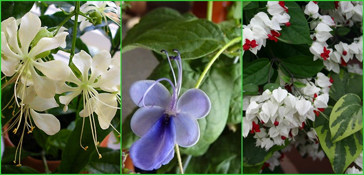 Clerodendrum - φροντίδα