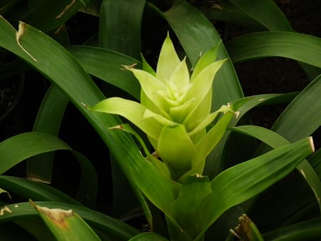 Guzmania: πώς να φροντίζετε για την εποχή αναπαραγωγής Guzmania: πώς να φροντίζετε για την εποχή αναπαραγωγής