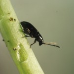 Cruciferae ψύλλοι: μέθοδοι πάλης