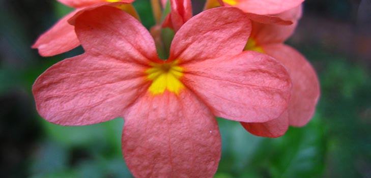 Crossandra: φροντίδα και φωτογραφία