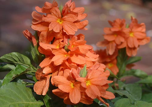Crossandra: Είδη