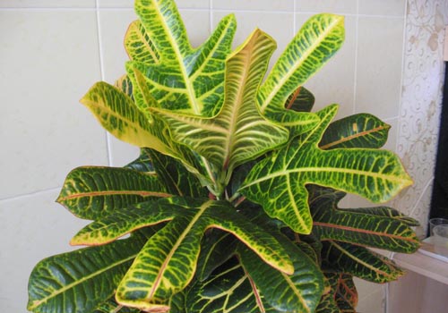 Croton: φροντίδα στο σπίτι