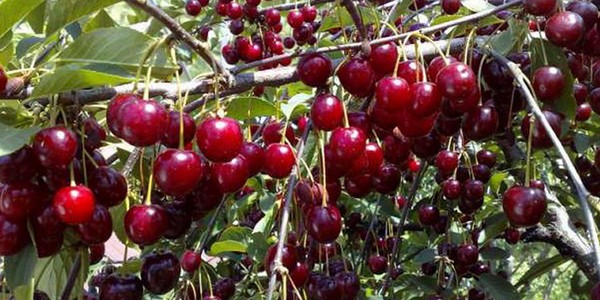 Οι καλύτερες ποικιλίες του κερασιού - περιγραφή με φωτογραφία