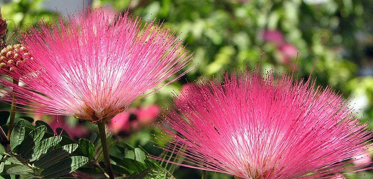 Mimosa ντροπαλός: τα χαρακτηριστικά της φροντίδας