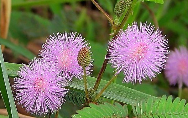 Mimosa ντροπαλός: τα χαρακτηριστικά της φροντίδας
