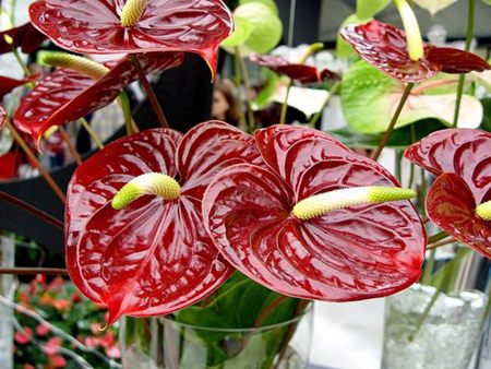 Anthurium: φροντίδα στο σπίτι Anthurium: φροντίδα στο σπίτι