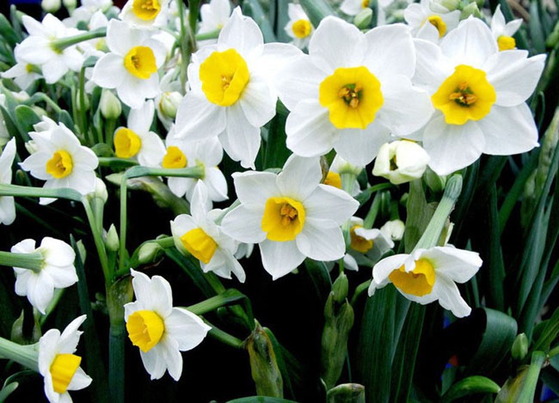 όμορφα daffodils