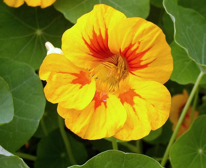 Το Nasturtium είναι μια πραγματική διακόσμηση κήπου