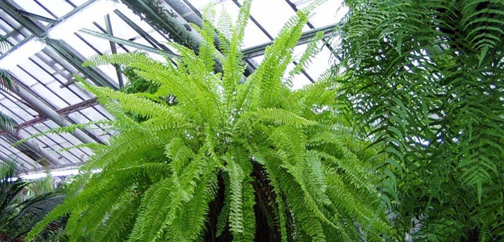 Nephrolepis - γοητευτική φτέρη του σπιτιού