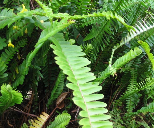 Nephrolepis: φροντίδα στο σπίτι