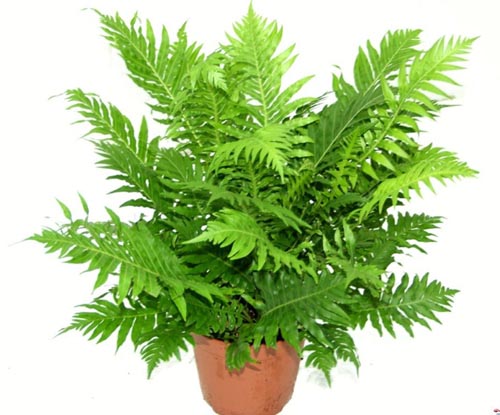 Nephrolepis. Αναπαραγωγή