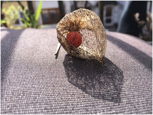 Γενικές πληροφορίες για το physalis, καθώς και συστάσεις για καλλιέργεια και φροντίδα