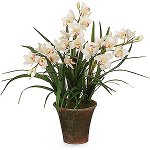 Orchid Cymbidium: Φροντίδα και Περιεχόμενο Orchid Cymbidium: Φροντίδα και Περιεχόμενο