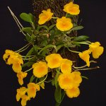 Ορχιδέα Dendrobium Ορχιδέα Dendrobium