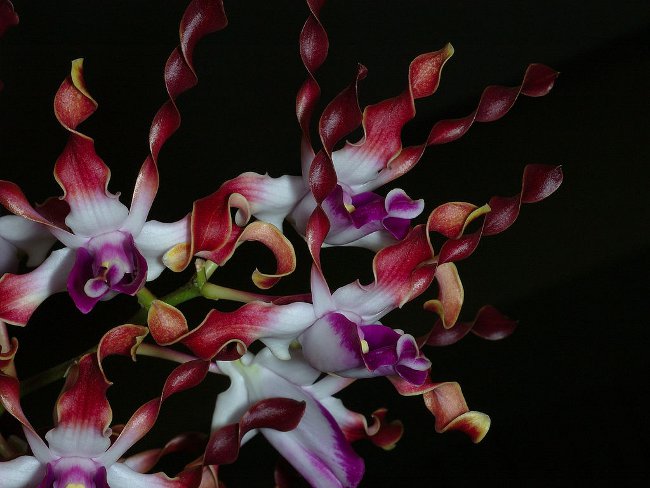 Ορχιδέα Dendrobium
