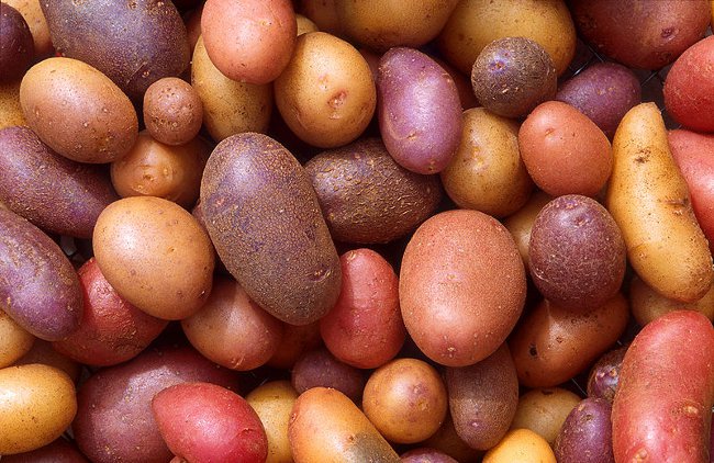 Παρασκευή πατάτας για φύτευση