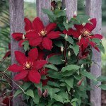 Καλλιέργεια Clematis Καλλιέργεια Clematis