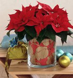 Poinsettia: Το Χριστουγεννιάτικο αστέρι Poinsettia: Το Χριστουγεννιάτικο αστέρι