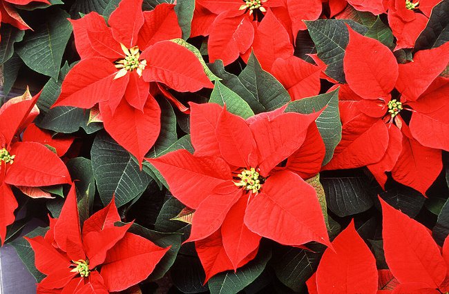 Poinsettia: Το Χριστουγεννιάτικο αστέρι