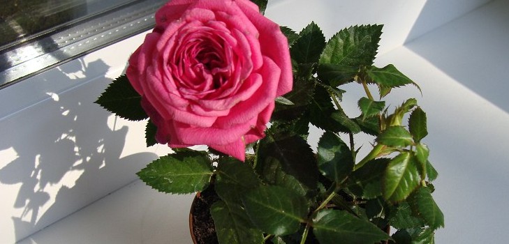 Rose στο σπίτι: φροντίδα και περιεχόμενο Rose στο σπίτι: φροντίδα και περιεχόμενο