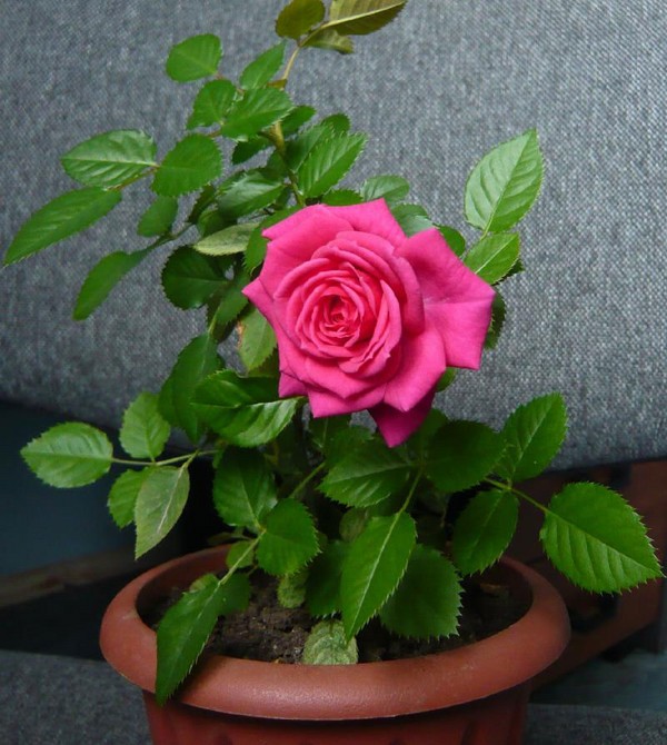 Rose στο σπίτι: φροντίδα και περιεχόμενο Rose στο σπίτι: φροντίδα και περιεχόμενο