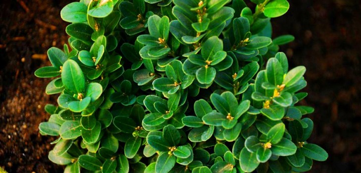 Boxwood - αειθαλή διακόσμηση για τον κήπο και το περβάζι παραθύρων