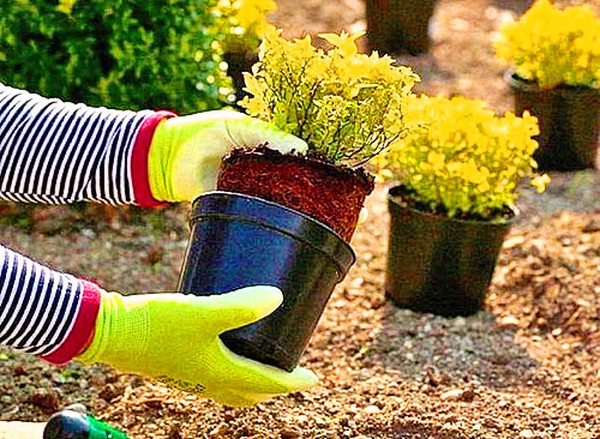 Boxwood - αειθαλή διακόσμηση για τον κήπο και το περβάζι παραθύρων