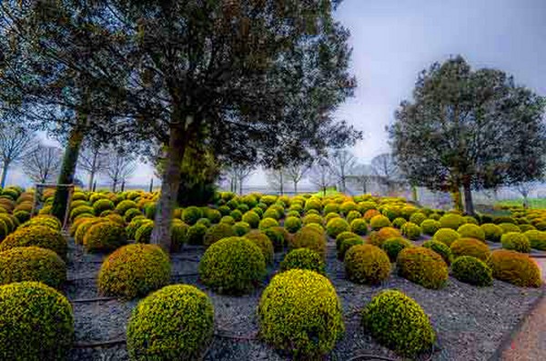 Boxwood - αειθαλή διακόσμηση για τον κήπο και το περβάζι παραθύρων