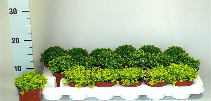 Selaginella: φροντίδα