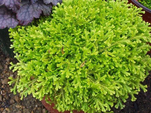 Selaginella: είδη