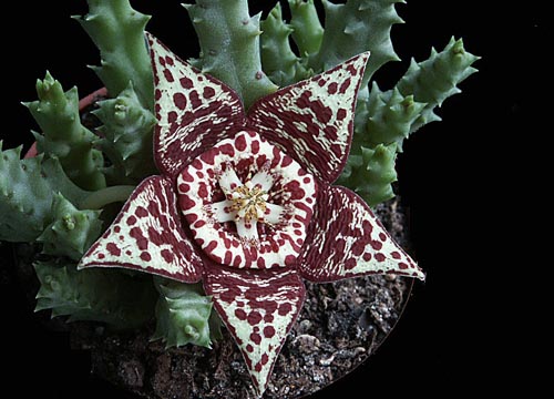 Stapelia: φωτογραφία και φροντίδα στο σπίτι