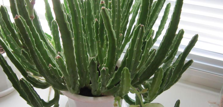 Stapelia: σωστή φροντίδα στο σπίτι, όμορφες φωτογραφίες λουλουδιών