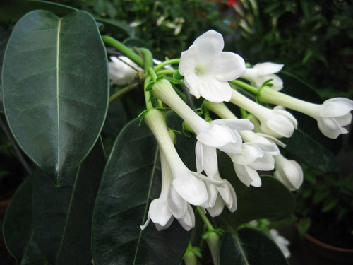 Πώς να φροντίσετε τη στεφανοτή της Floribunda