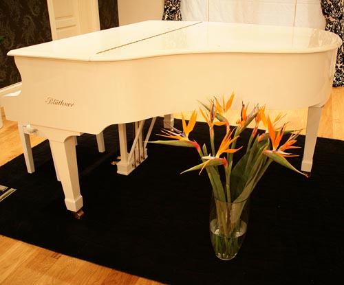 Φροντίδα του strelitzia