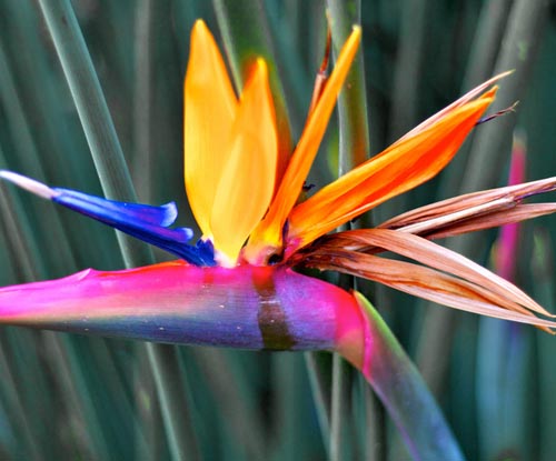 Strelitzia: φωτογραφία και φροντίδα στο σπίτι