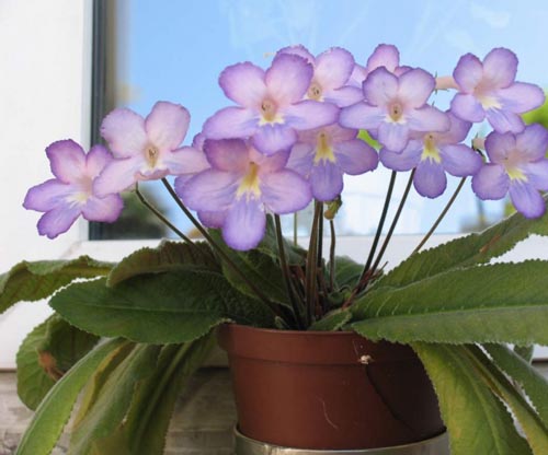 Streptocarpus