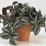 Tradescantia: περιγραφή και φροντίδα Tradescantia: περιγραφή και φροντίδα