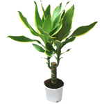 Φροντίδα για dracaena