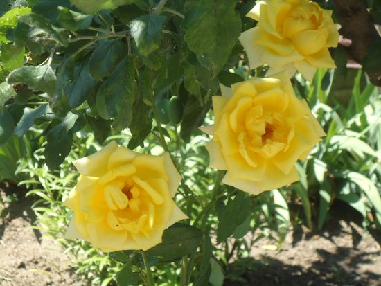 Φροντίδα για τα τριαντάφυλλα κήπων - οι βασικοί κανόνες. Φροντίδα των τριαντάφυλλων κήπου και συστάσεις για τη φύτευση.