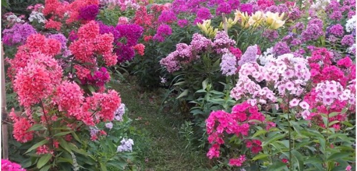 phlox στον κήπο