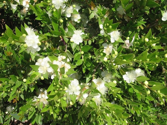 myrtle ανθίζει