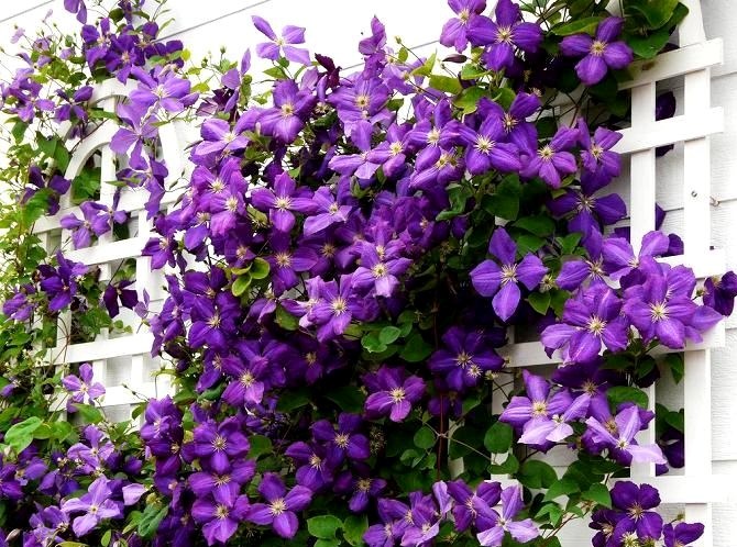 Η καλλιέργεια και η φροντίδα Clematis